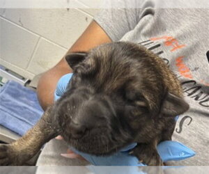 German Shepherd Dog Dogs for adoption in San Bernardino, CA, USA