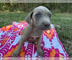 Labrador Retriever-Unknown Mix Dogs for adoption in The Woodlands, TX, USA