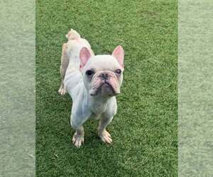 French Bulldog-Unknown Mix Dogs for adoption in Andover, MN, USA