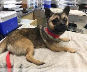 Mutt Dogs for adoption in Riverside, CA, USA