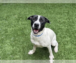 Mutt Dogs for adoption in Moreno Valley, CA, USA