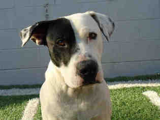 American Bulldog Dogs for adoption in Stockton, CA, USA
