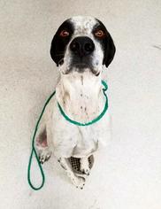 Pointer-Unknown Mix Dogs for adoption in Spokane, WA, USA