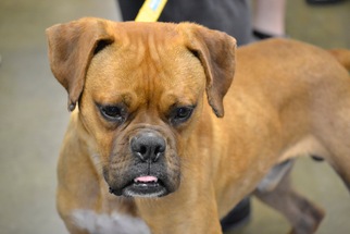 Boxer Dogs for adoption in Rolling Meadows, IL, USA