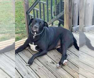 Labrador Retriever-Unknown Mix Dogs for adoption in Holly Springs, NC, USA