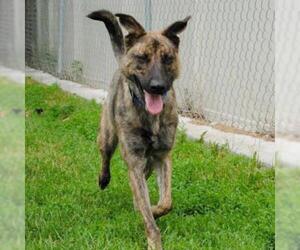 Plott Hound Dogs for adoption in Wadena, MN, USA