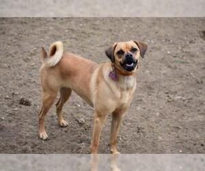 Puggle Dogs for adoption in West Cornwall, CT, USA