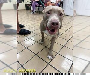American Pit Bull Terrier Dogs for adoption in West Palm Beach, FL, USA