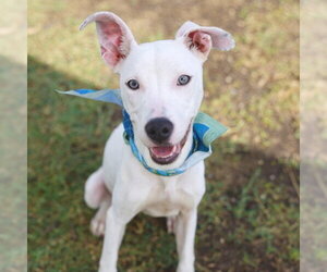 Plott Hound-Unknown Mix Dogs for adoption in San Antonio, TX, USA