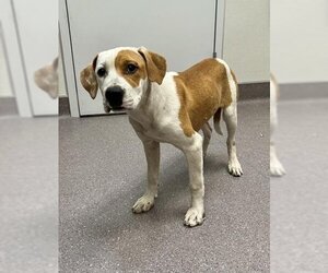 English Foxhound-Mastiff Mix Dogs for adoption in Tracy, CA, USA