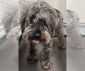 - Mix Dogs for adoption in Forestville, MD, USA