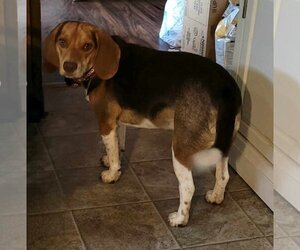 Beagle Dogs for adoption in White Bluff, TN, USA