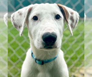 Bull Terrier-Unknown Mix Dogs for adoption in Jefferson, WI, USA