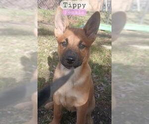 Mutt Dogs for adoption in San Antonio, TX, USA