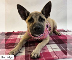 Mutt Dogs for adoption in Princeton, MN, USA