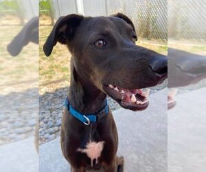 Unknown-Whippet Mix Dogs for adoption in Sacramento, CA, USA