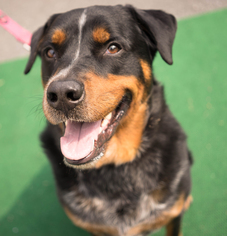 Labrottie Dogs for adoption in Birdsboro, PA, USA