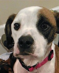 Mutt Dogs for adoption in Point Pleasant, PA, USA
