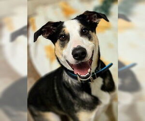 Catahoula Leopard Dog Dogs for adoption in Salinas, CA, USA