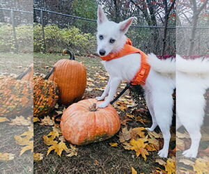 Pomimo Dogs for adoption in Princeton, MN, USA