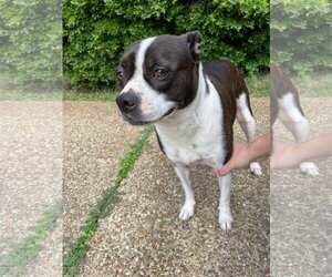 Boston Terrier-Jack Russell Terrier Mix Dogs for adoption in Horn Lake, MS, USA