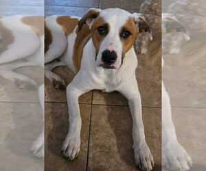 Labrador Retriever-Unknown Mix Dogs for adoption in San Antonio, TX, USA