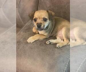 Toxirn Dogs for adoption in Oak Bluffs, MA, USA