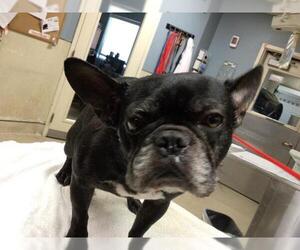 French Bulldog Dogs for adoption in Riverside, CA, USA