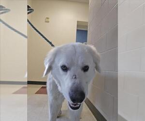 Great Pyrenees-Unknown Mix Dogs for adoption in Plano, TX, USA