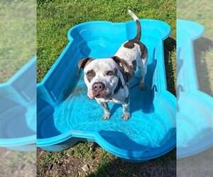 Bulldog-Unknown Mix Dogs for adoption in Ocala, FL, USA