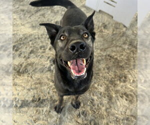 Labrador Retriever-Unknown Mix Dogs for adoption in Riverside, CA, USA