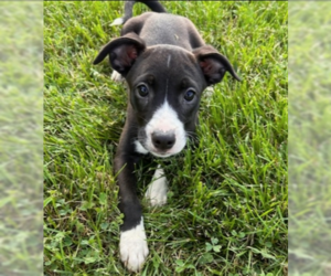 Labrador Retriever-Unknown Mix Dogs for adoption in Aurora, IN, USA