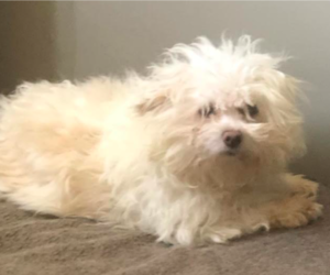 Maltese Dogs for adoption in Brooklyn Center, MN, USA