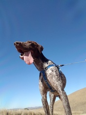 Medium Photo #1 German Shorthaired Pointer Puppy For Sale in Menlo Park, CA, USA