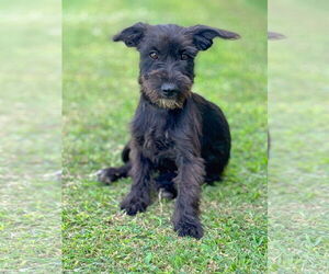 Mutt Dogs for adoption in PIPE CREEK, TX, USA