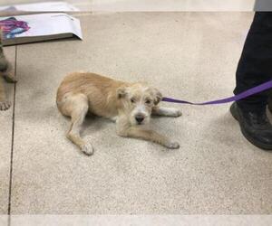 Mutt Dogs for adoption in Riverside, CA, USA