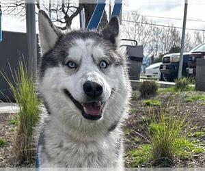 Siberian Husky Dogs for adoption in Martinez, CA, USA