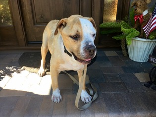Medium Photo #1 American Staffordshire Terrier-Boxer Mix Puppy For Sale in Santa Clara, CA, USA