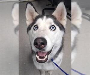 Siberian Husky Dogs for adoption in Bakersfield, CA, USA