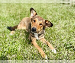 Australian Shepherd-Unknown Mix Dogs for adoption in New Albany, OH, USA