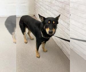 German Shepherd Dog Dogs for adoption in San Bernardino, CA, USA