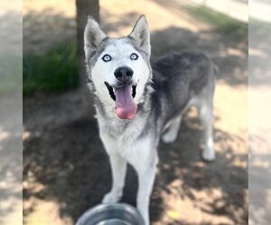 Siberian Husky Dogs for adoption in Modesto, CA, USA