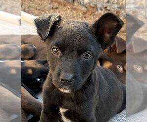 Australian Shepherd-Unknown Mix Dogs for adoption in Bolivar, MO, USA