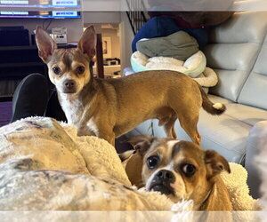 Chihuahua-Unknown Mix Dogs for adoption in Farmington, MN, USA
