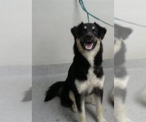 German Shepherd Dog-Unknown Mix Dogs for adoption in Pasadena, TX, USA