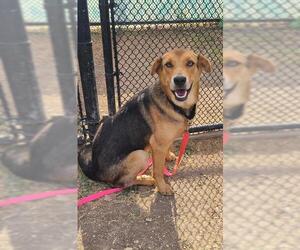 German Shepherd Dog-Unknown Mix Dogs for adoption in San Antonio, TX, USA