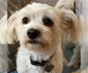 Maltese Dogs for adoption in Magnolia, TX, USA