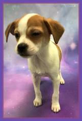 Minnie Jack Dogs for adoption in Healdsburg, CA, USA