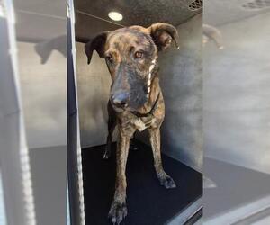 Mutt Dogs for adoption in San Antonio, TX, USA