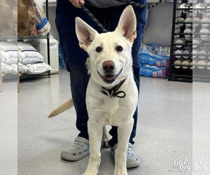 German Shepherd Dog-Unknown Mix Dogs for adoption in Washington, DC, USA